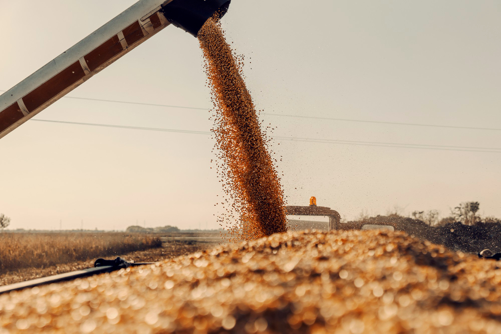 Grãos sendo despejados por uma esteira transportadora em um campo agrícola ao ar livre, sob luz solar intensa.
