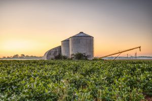 Silos metálicos em meio a uma plantação verde durante o nascer do sol, com o céu em tons alaranjados e azulados ao fundo.