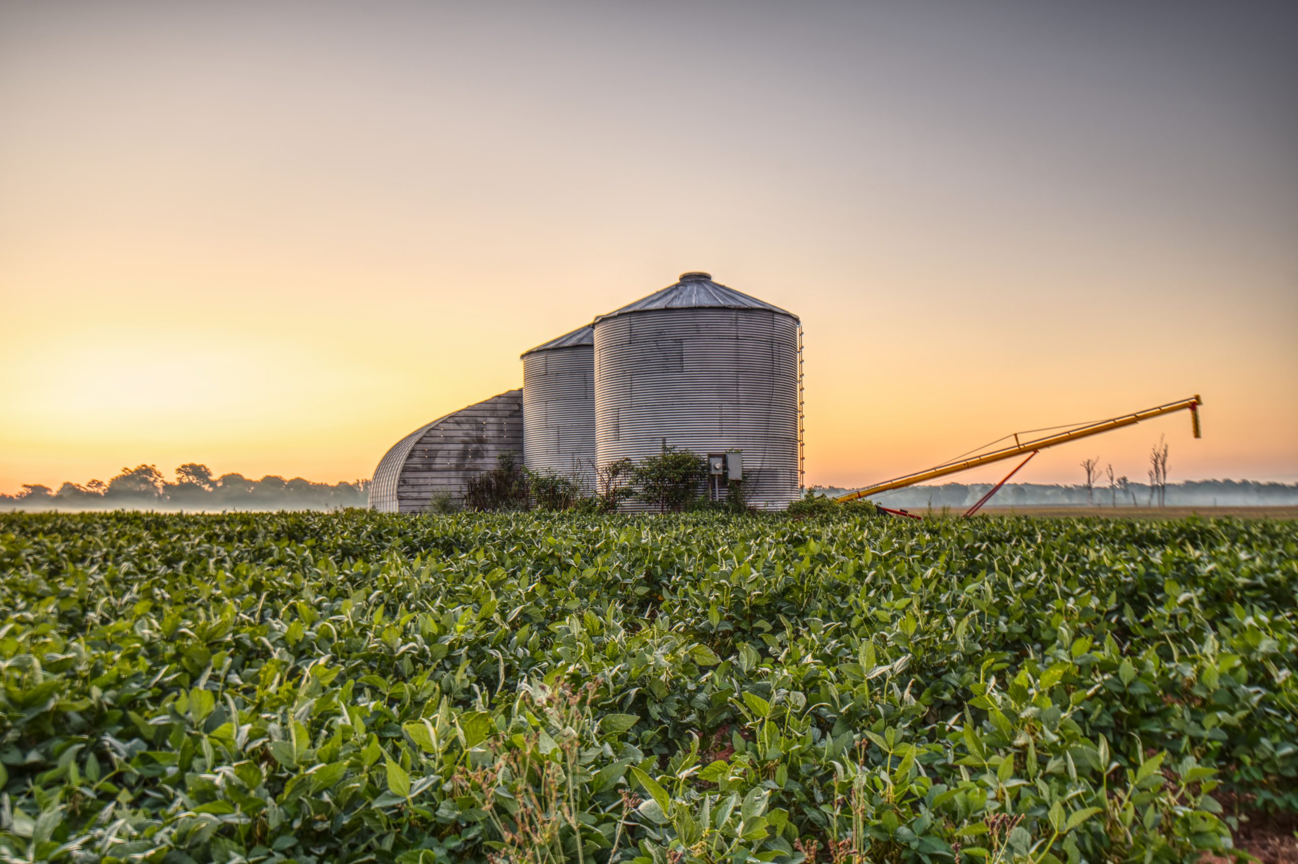 Silos metálicos em meio a uma plantação verde durante o nascer do sol, com o céu em tons alaranjados e azulados ao fundo.