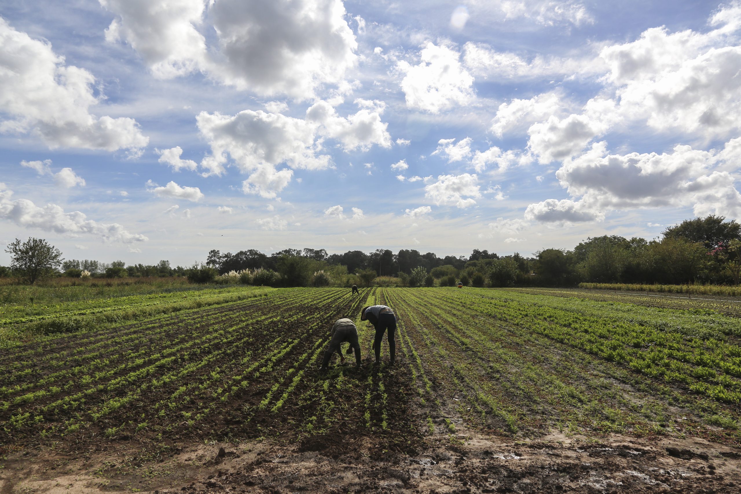 Duas pessoas trabalham em um campo de plantação sob um céu azul claro com nuvens brancas.