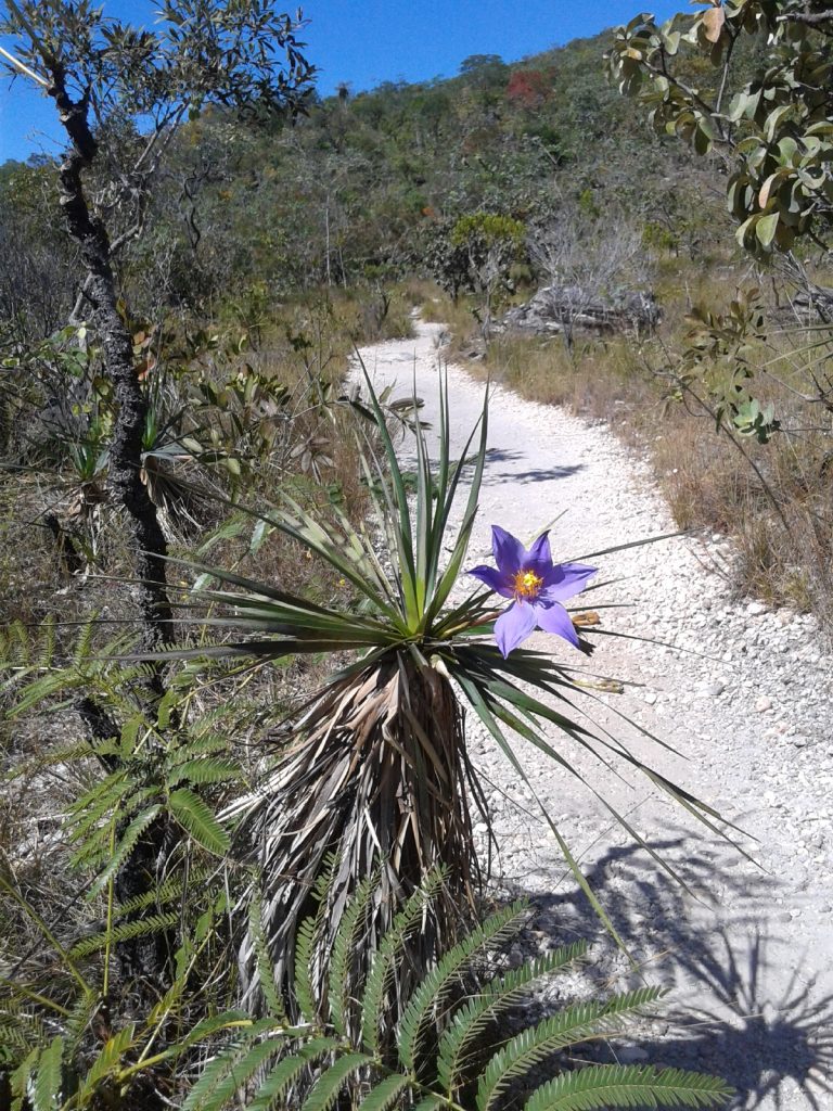 Flor roxa em planta à beira de trilha em área de cerrado.