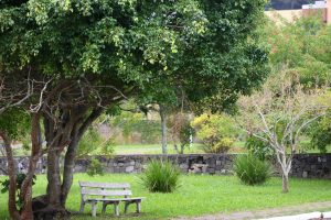 Um banco de concreto cinza sob a sombra de uma árvore frondosa em um jardim gramado, com um muro de pedras escuras ao fundo.