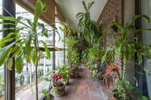Plantas para varanda